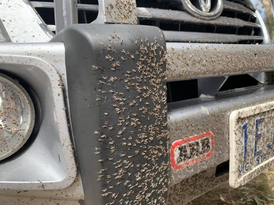 Dirty Work Ute